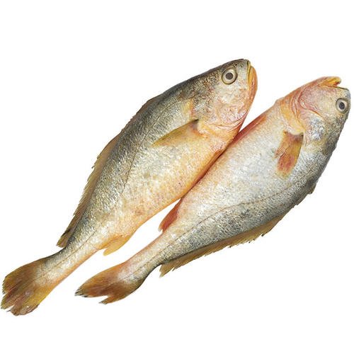 Báscula de control que verifica los envases de pescado congelado antes de su empaque en cajas